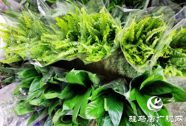 泌陽：用花卉點綴美好生活