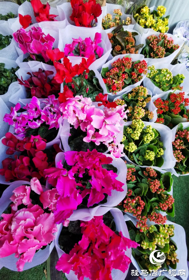 泌陽：用花卉點綴美好生活