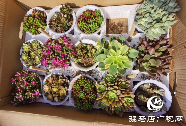 泌陽：用花卉點綴美好生活