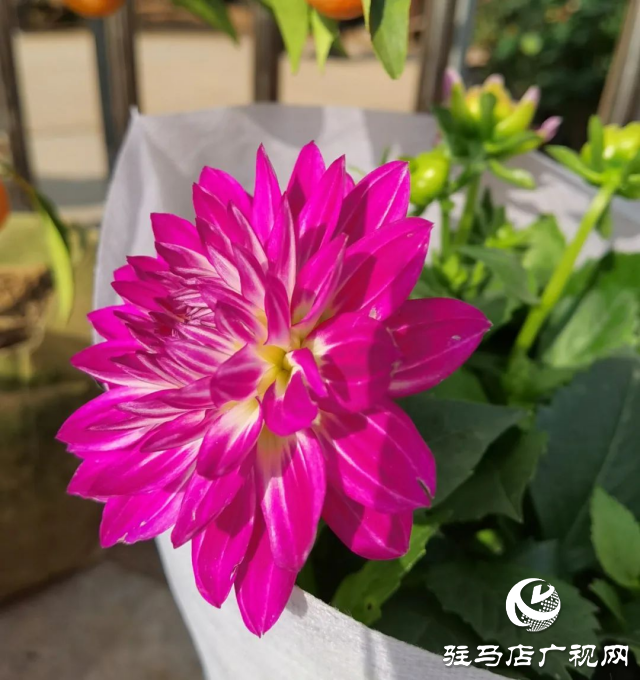 泌陽：用花卉點綴美好生活