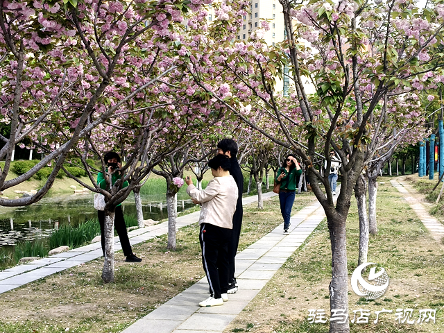 駐馬店開(kāi)源公園：晚櫻盛放醉游人