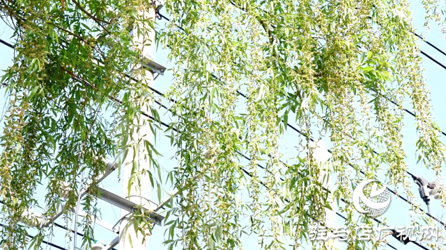 駐馬店要&ldquo;飄雪&rdquo;了 收好這份防護(hù)指南