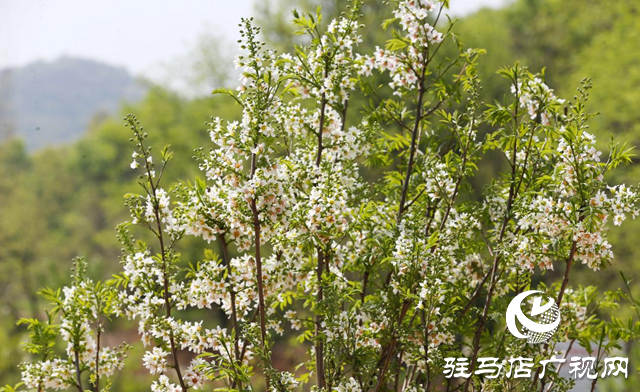 驛城區(qū)蟻蜂鎮(zhèn)：種上文冠果 栽下“搖錢樹(shù)”
