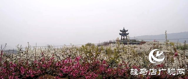 泌陽縣馬谷田鎮(zhèn)：&ldquo;果園經(jīng)濟&rdquo;帶火鄉(xiāng)村游