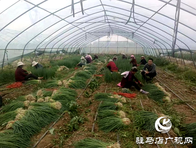 平輿縣萬冢鎮(zhèn)：&ldquo;蔥&rdquo;滿希望 又是大蔥移栽時