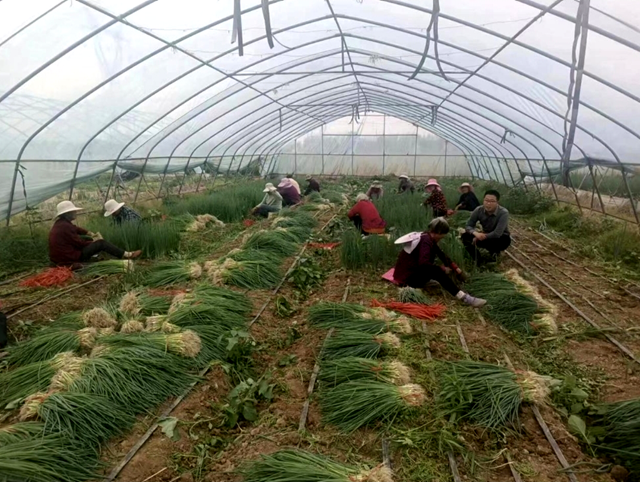 平輿縣萬(wàn)冢鎮(zhèn)：“蔥”滿希望 又是大蔥移栽時(shí)