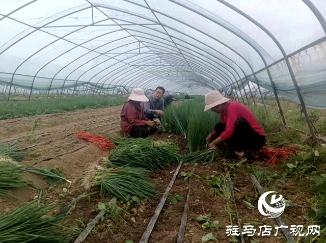 平輿縣萬冢鎮(zhèn)：&ldquo;蔥&rdquo;滿希望 又是大蔥移栽時