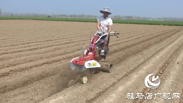 上蔡楊寨種生姜 想要&ldquo;黃金&rdquo;裝滿筐