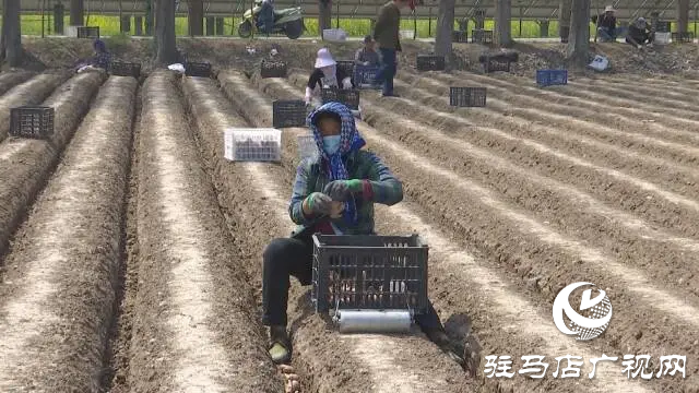 上蔡楊寨種生姜 想要&ldquo;黃金&rdquo;裝滿筐