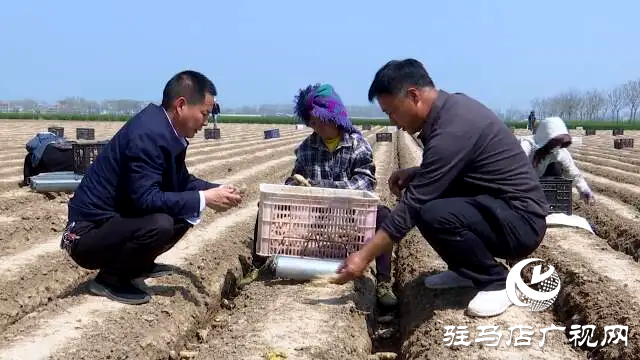 上蔡楊寨種生姜 想要&ldquo;黃金&rdquo;裝滿筐