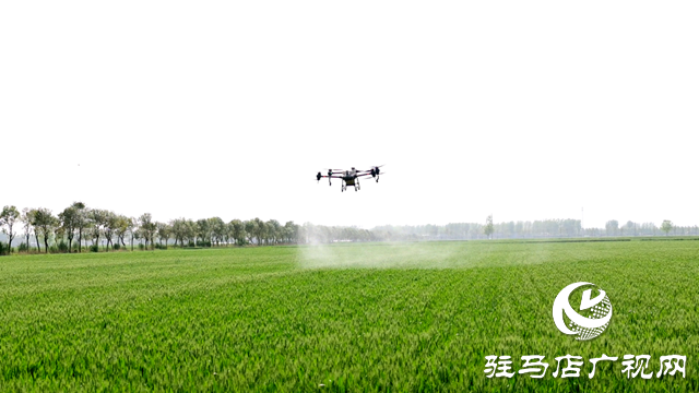 西平縣召開小麥條銹病、赤霉病統(tǒng)防統(tǒng)治現(xiàn)場會