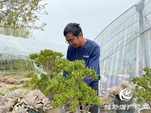 驛城區(qū)順河街道：小多肉為鄉(xiāng)村振興&ldquo;增香添色&rdquo;