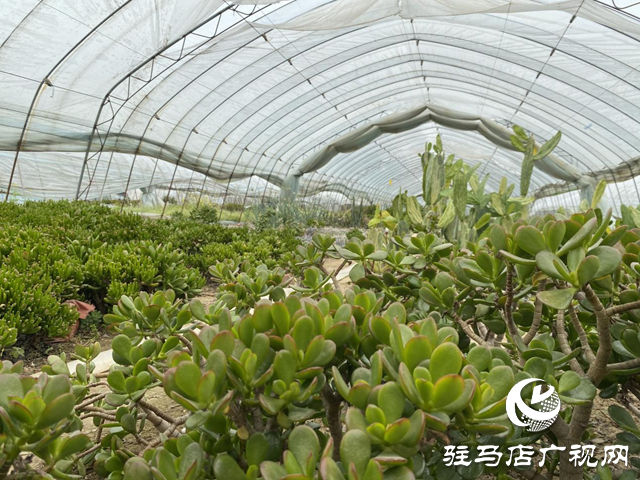驛城區(qū)順河街道：小多肉為鄉(xiāng)村振興&ldquo;增香添色&rdquo;