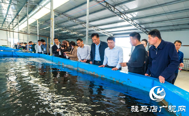 西平:“一條鱸魚”游出一條致富路