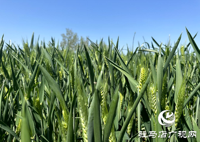 距離小麥?zhǔn)斋@還有40多天!加強(qiáng)小麥穗期管理，小麥赤霉病等重大病蟲害防控進(jìn)入關(guān)鍵時(shí)期!