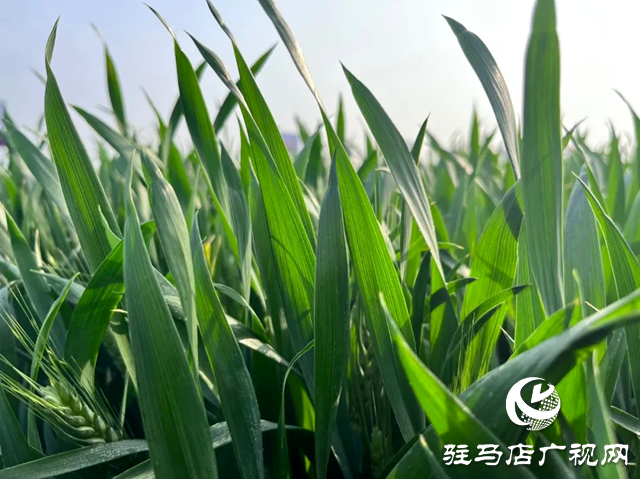 距離小麥?zhǔn)斋@還有40多天!加強(qiáng)小麥穗期管理，小麥赤霉病等重大病蟲害防控進(jìn)入關(guān)鍵時(shí)期!