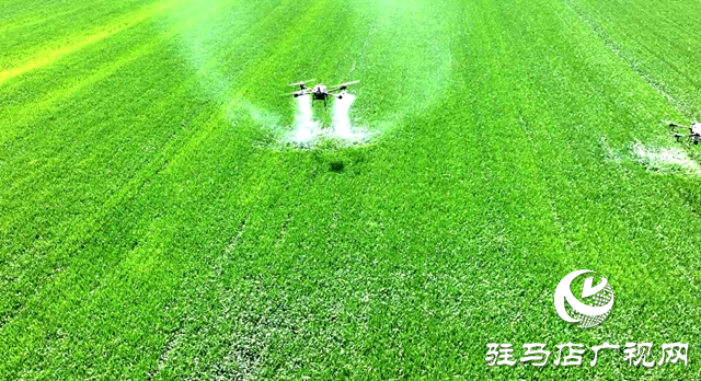 距離小麥?zhǔn)斋@還有40多天!加強(qiáng)小麥穗期管理，小麥赤霉病等重大病蟲害防控進(jìn)入關(guān)鍵時(shí)期!