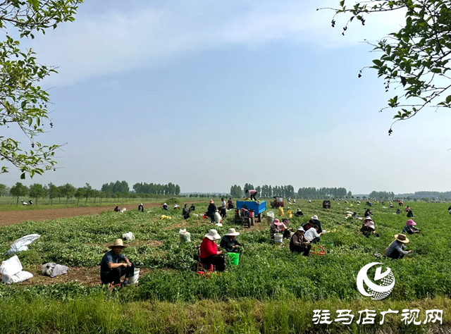 泌陽縣郭集鎮(zhèn)豌豆豐收了！