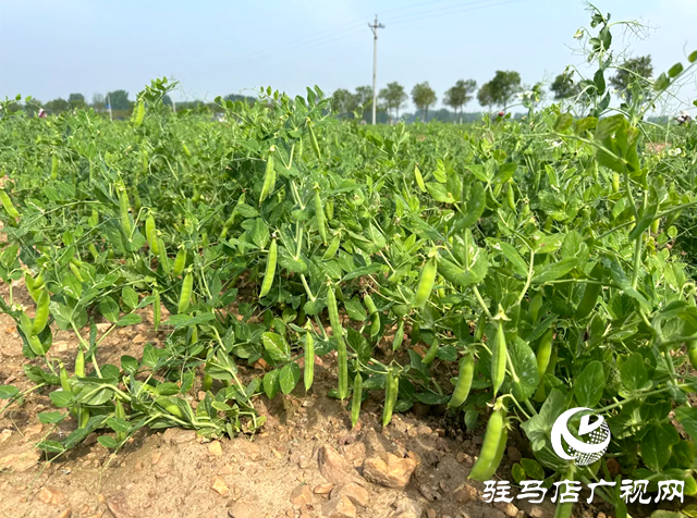 泌陽縣郭集鎮(zhèn)豌豆豐收了！