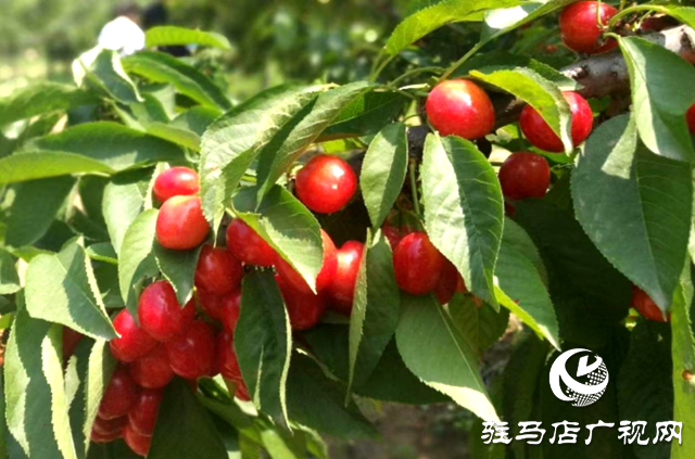 確山縣李新店鎮(zhèn)：黨建引領 “三產(chǎn)”融合  鋪就鄉(xiāng)村致富路