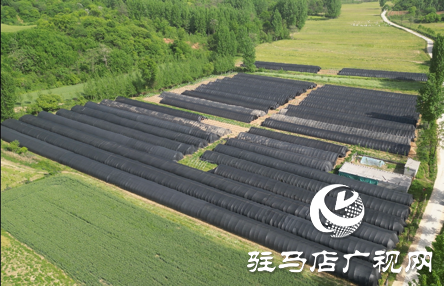 驛城區(qū)蟻蜂鎮(zhèn)：中藥材種植成致富&ldquo;良方&rdquo;