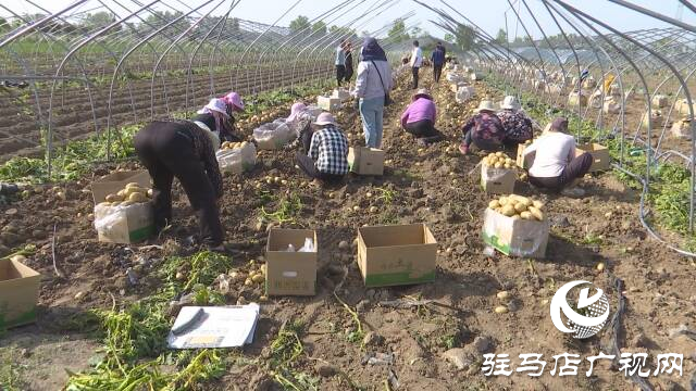 上蔡縣邵店鎮(zhèn)：土豆豐收好&ldquo;前&rdquo;程