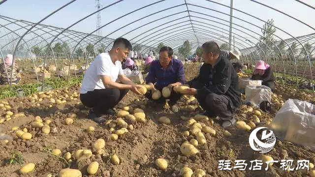 上蔡縣邵店鎮(zhèn)：土豆豐收好&ldquo;前&rdquo;程