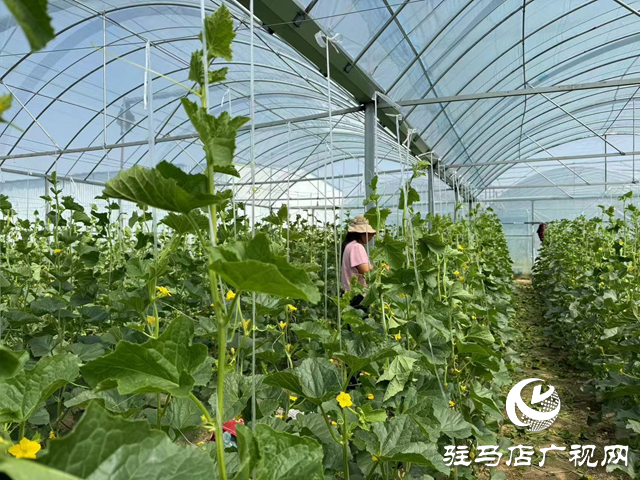 駐馬店市驛城區(qū)順河街道:&ldquo;小甜瓜&rdquo;托起&ldquo;甜蜜&rdquo;致富路