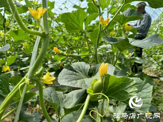 駐馬店市驛城區(qū)順河街道:&ldquo;小甜瓜&rdquo;托起&ldquo;甜蜜&rdquo;致富路