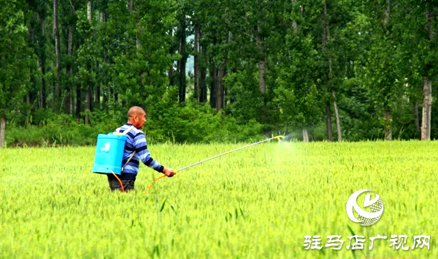 泌陽縣黃山口鄉(xiāng)：&ldquo;一噴三防&rdquo;保豐收