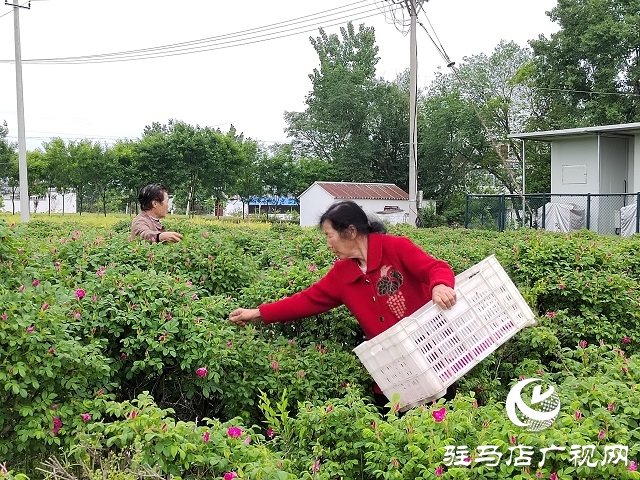 泌陽(yáng)縣雙廟街鄉(xiāng)付洼村：玫瑰花開(kāi)香滿園 鄉(xiāng)村振興展畫卷