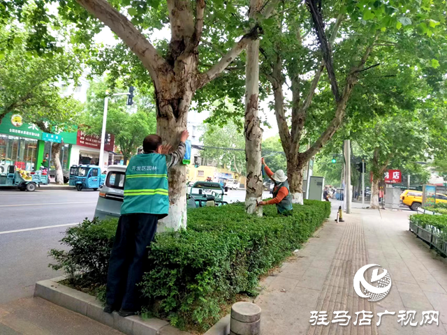 駐馬店經(jīng)濟開發(fā)區(qū)數(shù)字城管指揮中心：協(xié)調處置病蟲災害 增添城市綠色底蘊