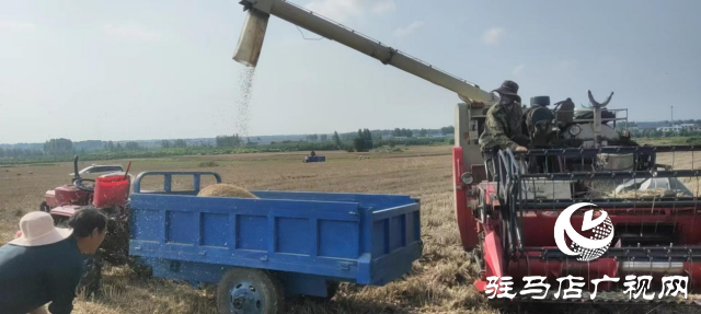 泌陽縣泰山廟鎮(zhèn)：麥?zhǔn)諘r(shí)節(jié)大地&ldquo;流金&rdquo;