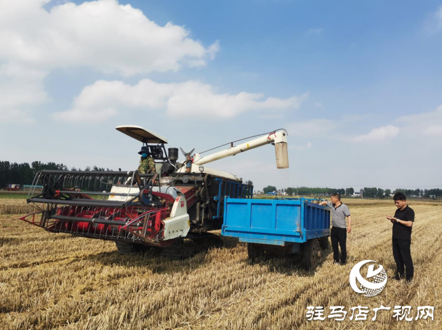 泌陽縣泰山廟鎮(zhèn)：麥?zhǔn)諘r(shí)節(jié)大地&ldquo;流金&rdquo;