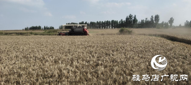 泌陽縣泰山廟鎮(zhèn)：麥?zhǔn)諘r(shí)節(jié)大地&ldquo;流金&rdquo;