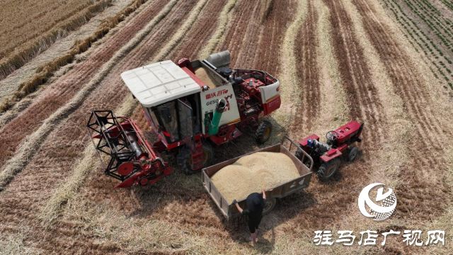 汝南縣：小麥豐收喜開(kāi)鐮