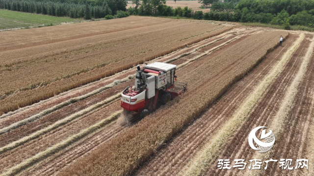 汝南縣：小麥豐收喜開(kāi)鐮