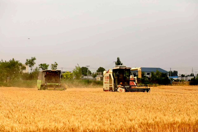 泌陽(yáng)縣羊冊(cè)鎮(zhèn)：趁天搶時(shí)夏收忙