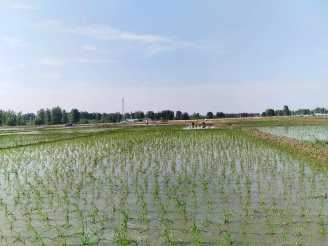 泌陽(yáng)縣盤(pán)古鄉(xiāng)：水稻插秧忙 沃野披綠裝