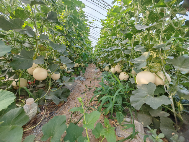 平輿縣射橋鎮(zhèn)西關(guān)居委會(huì)：“甜紅玉”甜瓜大豐收 結(jié)出增收致富“甜蜜果”