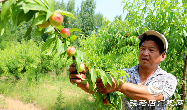 泌陽(yáng)縣黃山口鄉(xiāng)：惹人&ldquo;桃&rdquo;醉 山村油桃即將豐收！