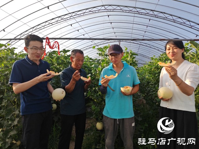 平輿縣射橋鎮(zhèn)西關(guān)居委會(huì)：&ldquo;甜紅玉&rdquo;甜瓜大豐收 結(jié)出增收致富&ldquo;甜蜜果&rdquo;