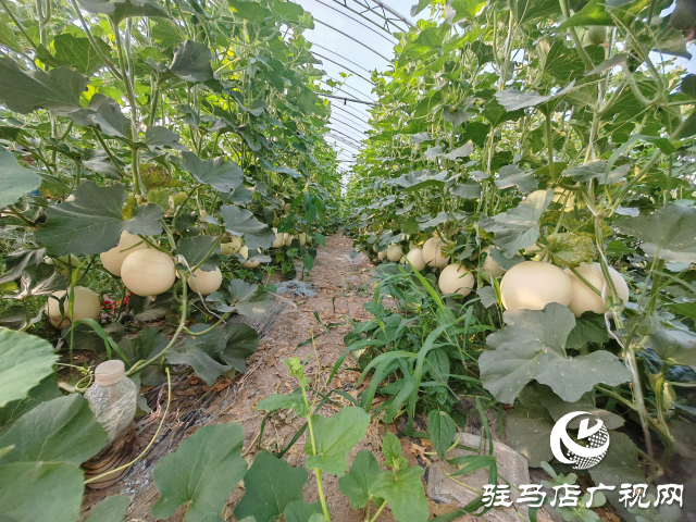 平輿縣射橋鎮(zhèn)西關(guān)居委會(huì)：&ldquo;甜紅玉&rdquo;甜瓜大豐收 結(jié)出增收致富&ldquo;甜蜜果&rdquo;