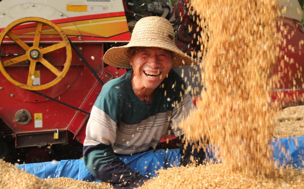 大面積機(jī)收開始 “中原糧倉”進(jìn)入麥?zhǔn)諘r(shí)刻