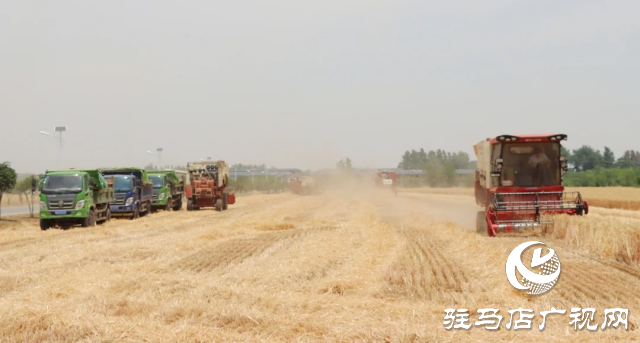 風吹麥浪送酒香 蔡洪坊釀酒專用糧種植基地萬畝優(yōu)質(zhì)小麥開鐮收割