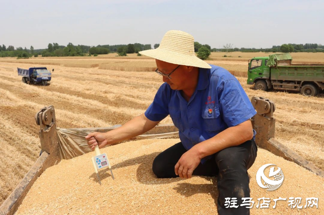 風吹麥浪送酒香 蔡洪坊釀酒專用糧種植基地萬畝優(yōu)質(zhì)小麥開鐮收割