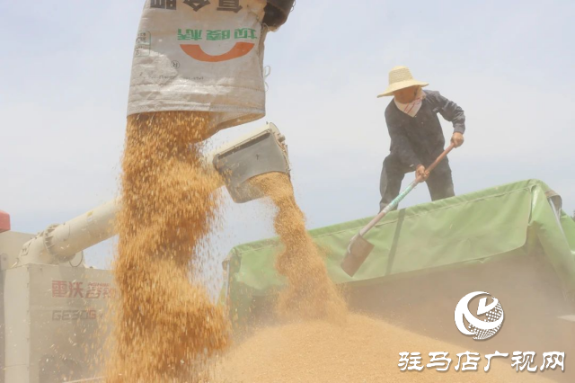風吹麥浪送酒香 蔡洪坊釀酒專用糧種植基地萬畝優(yōu)質(zhì)小麥開鐮收割