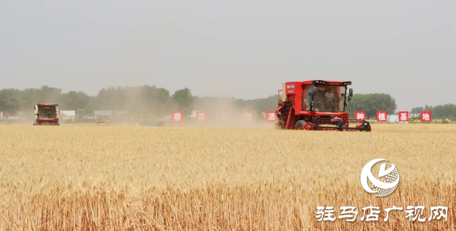 風吹麥浪送酒香 蔡洪坊釀酒專用糧種植基地萬畝優(yōu)質(zhì)小麥開鐮收割