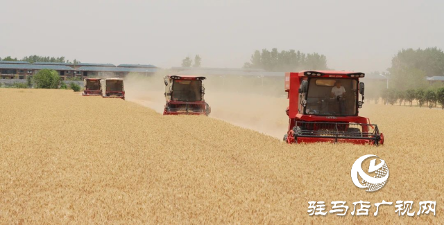風吹麥浪送酒香 蔡洪坊釀酒專用糧種植基地萬畝優(yōu)質(zhì)小麥開鐮收割