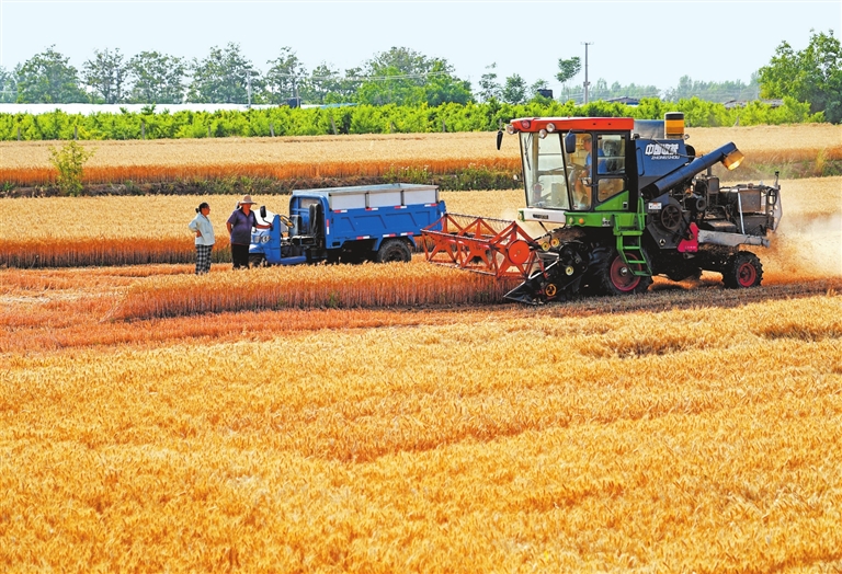 堅決打贏“三夏”生產(chǎn)攻堅戰(zhàn)丨筑牢“耕”基保糧安——“從‘三夏’新質(zhì)生產(chǎn)力看河南農(nóng)業(yè)強省建設(shè)”系列觀察之一